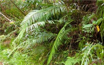 Lần đầu tiên tìm thấy tinh thể nguyên tố đất hiếm hình thành trong dương xỉ